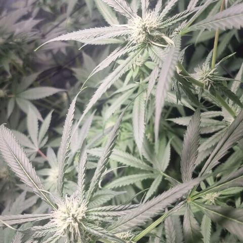 Shogun Kush growlog timeline photo