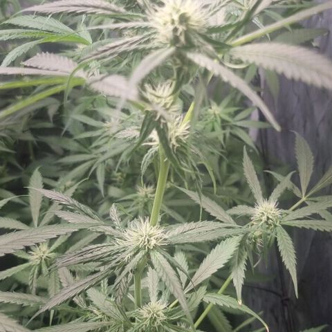 Shogun Kush growlog timeline photo