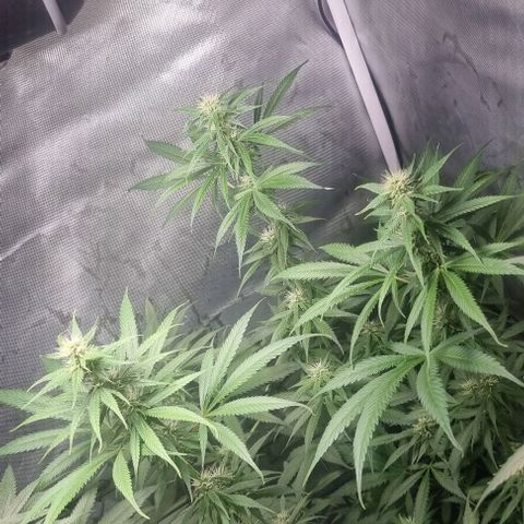 Amnesia Haze growlog timeline photo