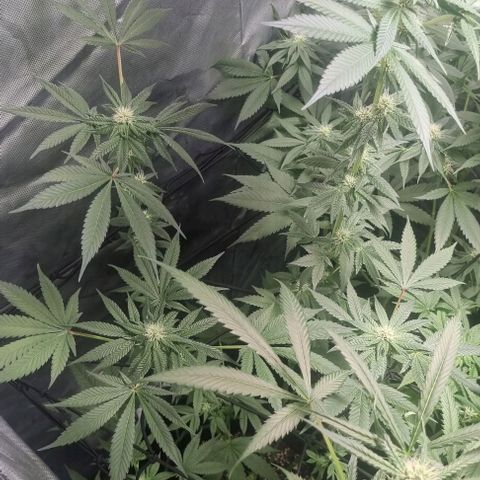 Watermelon OG growlog timeline photo