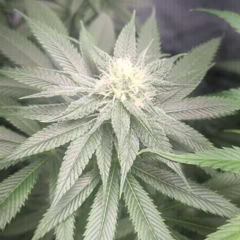 Special Queen #1 growlog timeline photo