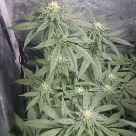 Special Queen #1 growlog timeline photo