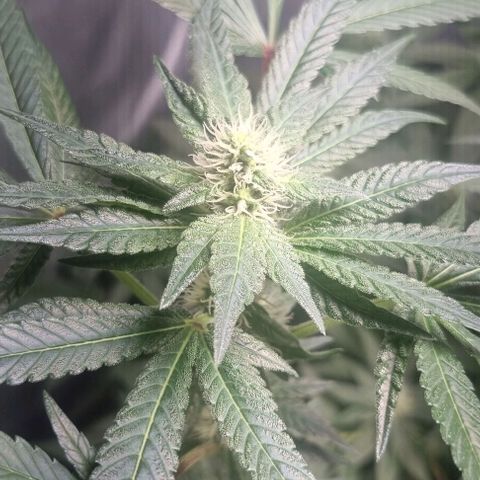 Watermelon OG growlog timeline photo