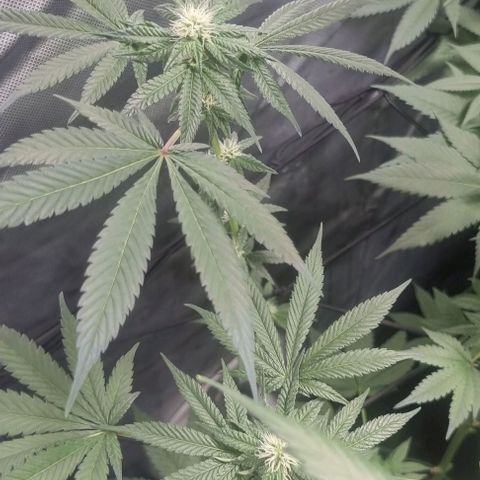 Watermelon OG growlog timeline photo