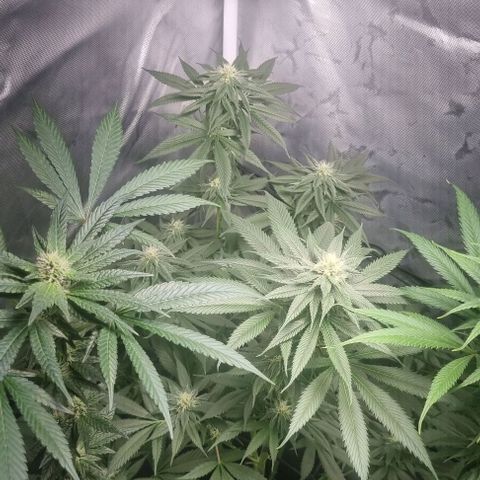Special Queen #1 growlog timeline photo