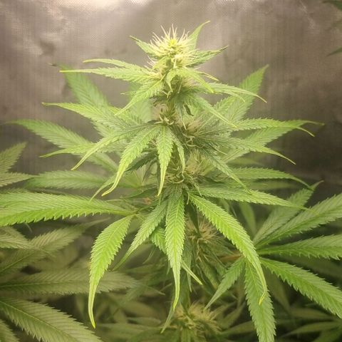 Amnesia Haze growlog timeline photo