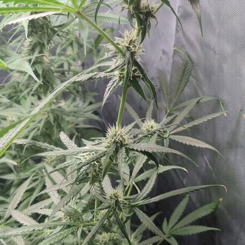 Shogun Kush growlog timeline photo