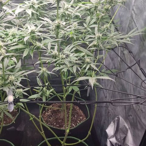 Shogun Kush growlog timeline photo