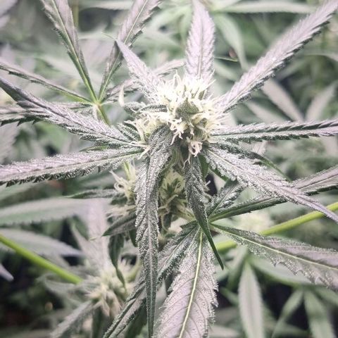 Shogun Kush growlog timeline photo