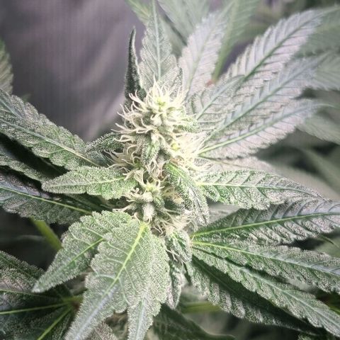 Watermelon OG growlog timeline photo