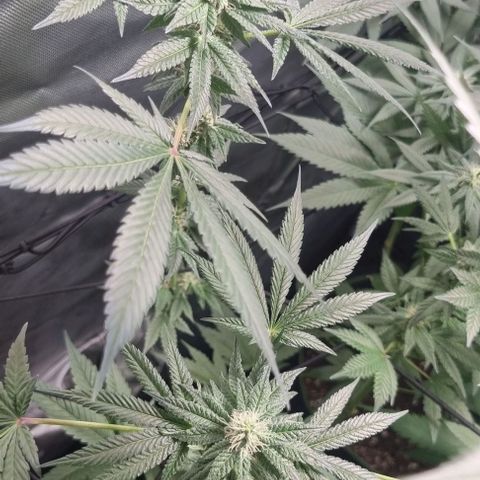Watermelon OG growlog timeline photo