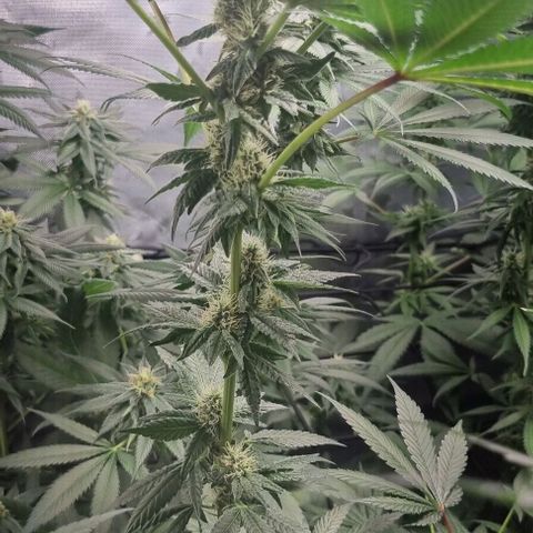 Watermelon OG growlog timeline photo