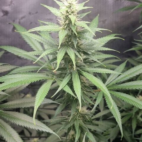 Amnesia Haze growlog timeline photo