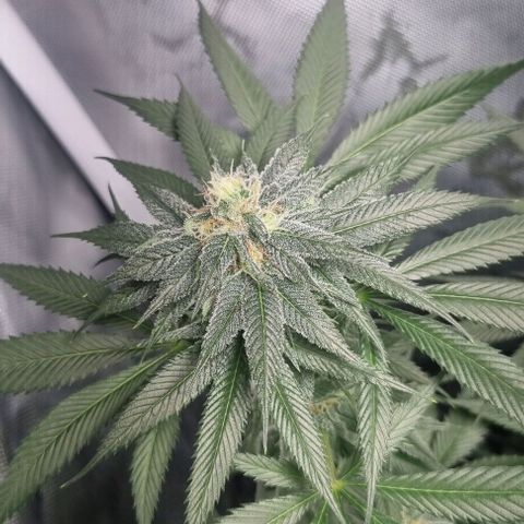 Special Queen #1 growlog timeline photo