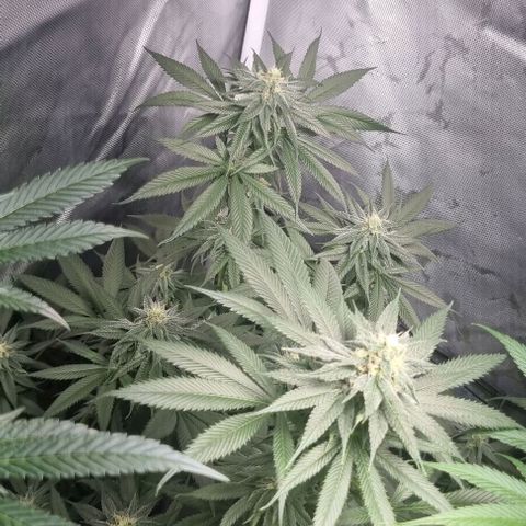 Special Queen #1 growlog timeline photo