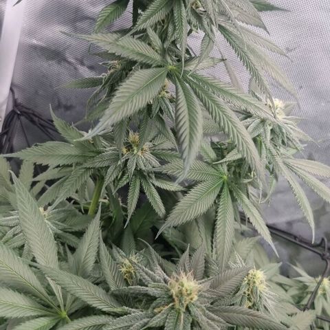 Special Queen #1 growlog timeline photo
