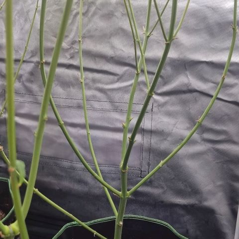 Amnesia Haze growlog timeline photo