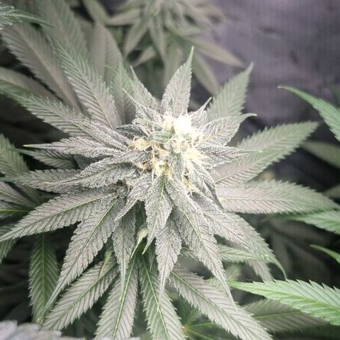 Special Queen #1 growlog timeline photo