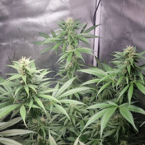 Amnesia Haze growlog timeline photo