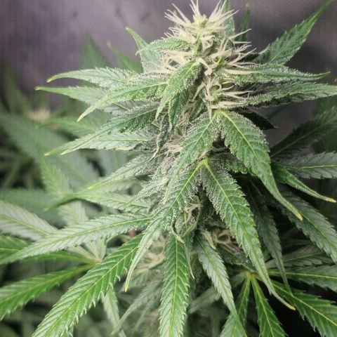 Amnesia Haze growlog timeline photo