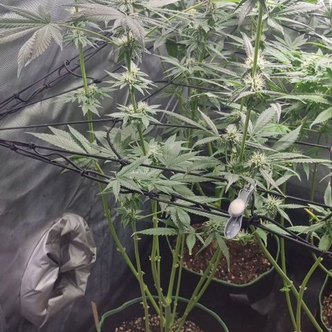 Watermelon OG growlog timeline photo