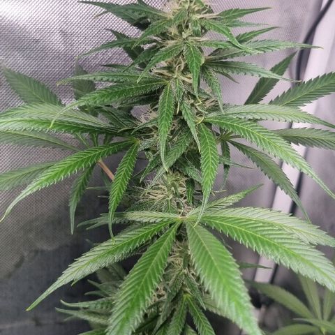 Amnesia Haze growlog timeline photo
