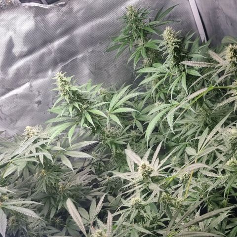 Shogun Kush growlog timeline photo