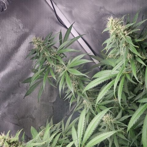 Amnesia Haze growlog timeline photo