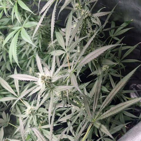 Shogun Kush growlog timeline photo