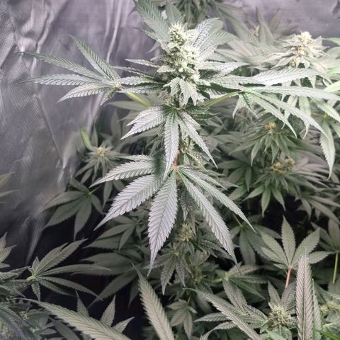 Watermelon OG growlog timeline photo