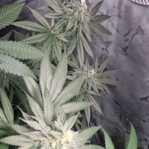 Special Queen #1 growlog timeline photo