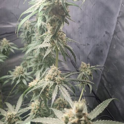 Shogun Kush growlog photo: Kurz vor der Ernte 