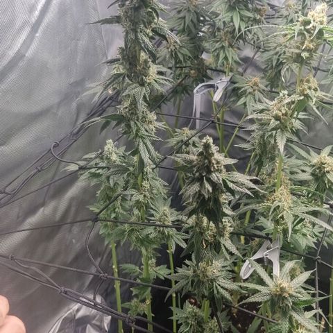 Watermelon OG growlog timeline photo