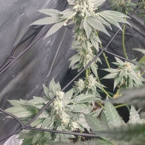 Watermelon OG growlog timeline photo