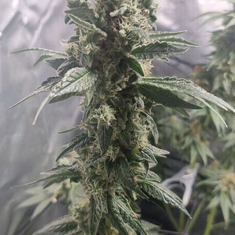 Watermelon OG growlog timeline photo
