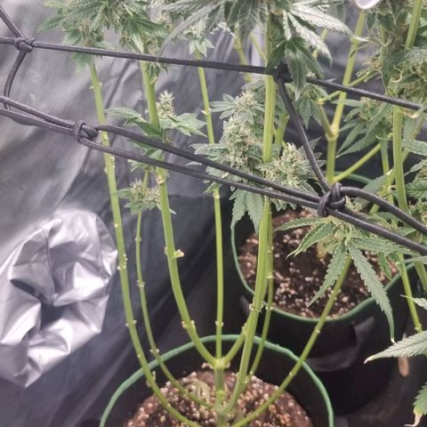Watermelon OG growlog timeline photo