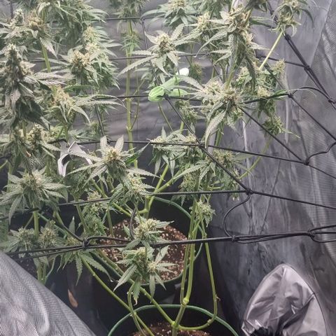 Shogun Kush growlog photo: Kurz vor der Ernte 