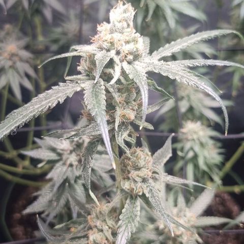Shogun Kush growlog photo: Kurz vor der Ernte 