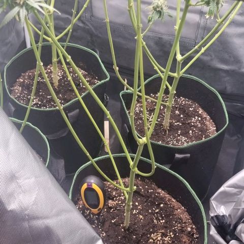 Shogun Kush growlog photo: Kurz vor der Ernte 