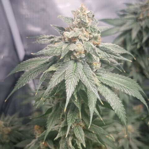 Special Queen #1 growlog timeline photo