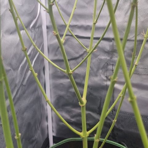 Special Queen #1 growlog timeline photo