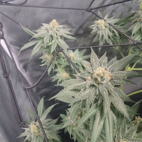 Special Queen #1 growlog timeline photo