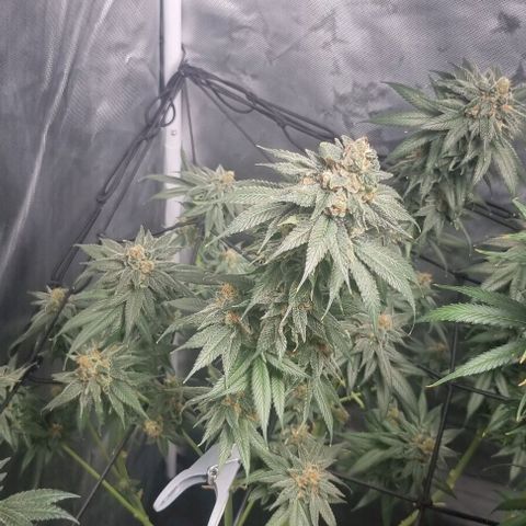 Special Queen #1 growlog timeline photo