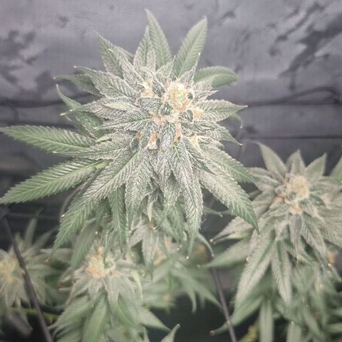 Special Queen #1 growlog timeline photo