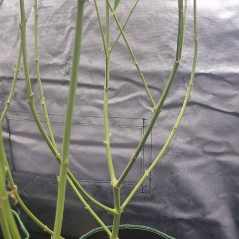 Amnesia Haze growlog timeline photo