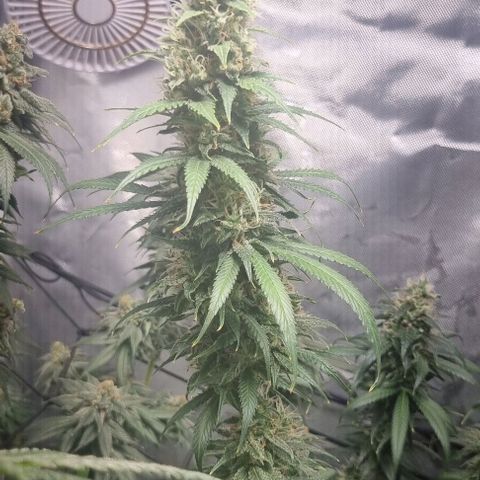 Amnesia Haze growlog timeline photo