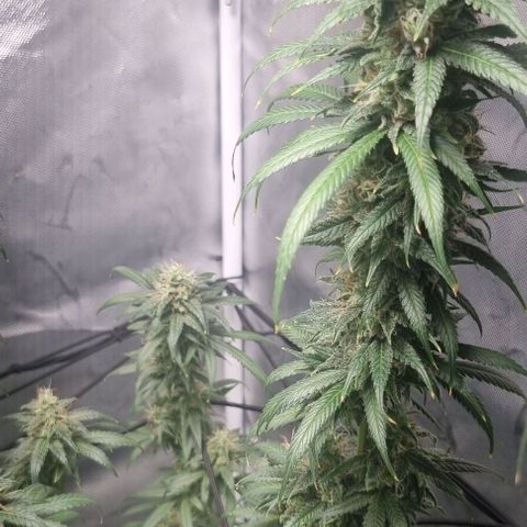 Amnesia Haze growlog timeline photo