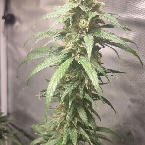 Amnesia Haze growlog timeline photo
