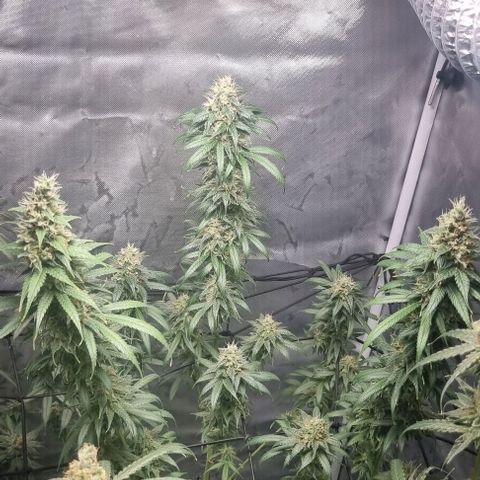 Amnesia Haze growlog timeline photo