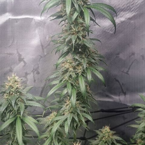 Amnesia Haze growlog timeline photo